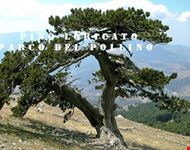 145240407240456_Pino Loricato foto nel Parco del Pollino.jpg